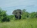 Elephant_2