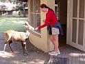 bushbuck