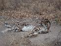 cheeta
