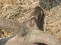 lennart_kudu