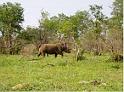 rhino